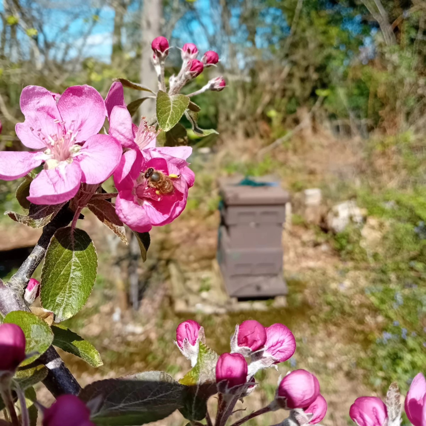What do you get when the beekeeper loves cider?
Ultimate cross over. Our bees pollinating our cider apple trees 👍
Springs looking awesome so far! Bees are booming.
#derwenthoney #beesforsale #Yorkshirebees #bees #honeybeesforsale #bees #yorkshirehoney