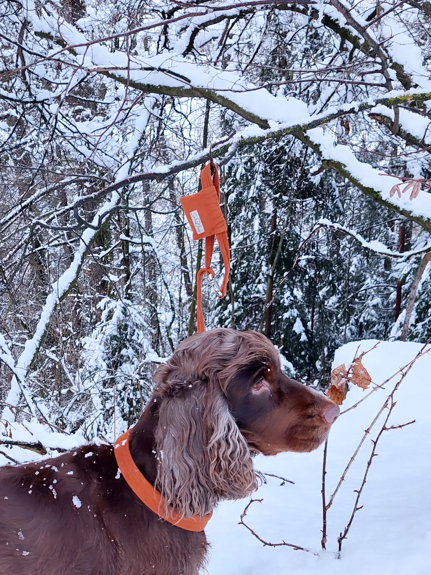 Se Chic trifft Winterzauber❄️🩵
Halsband + Leine + Kotbeuteltaschl, bereit für jeden Schneespaziergang. ❄️🐾
#SeChic #WinterStyle #Hundezubehör #handgemacht #WinterWalk# HundeLiebe