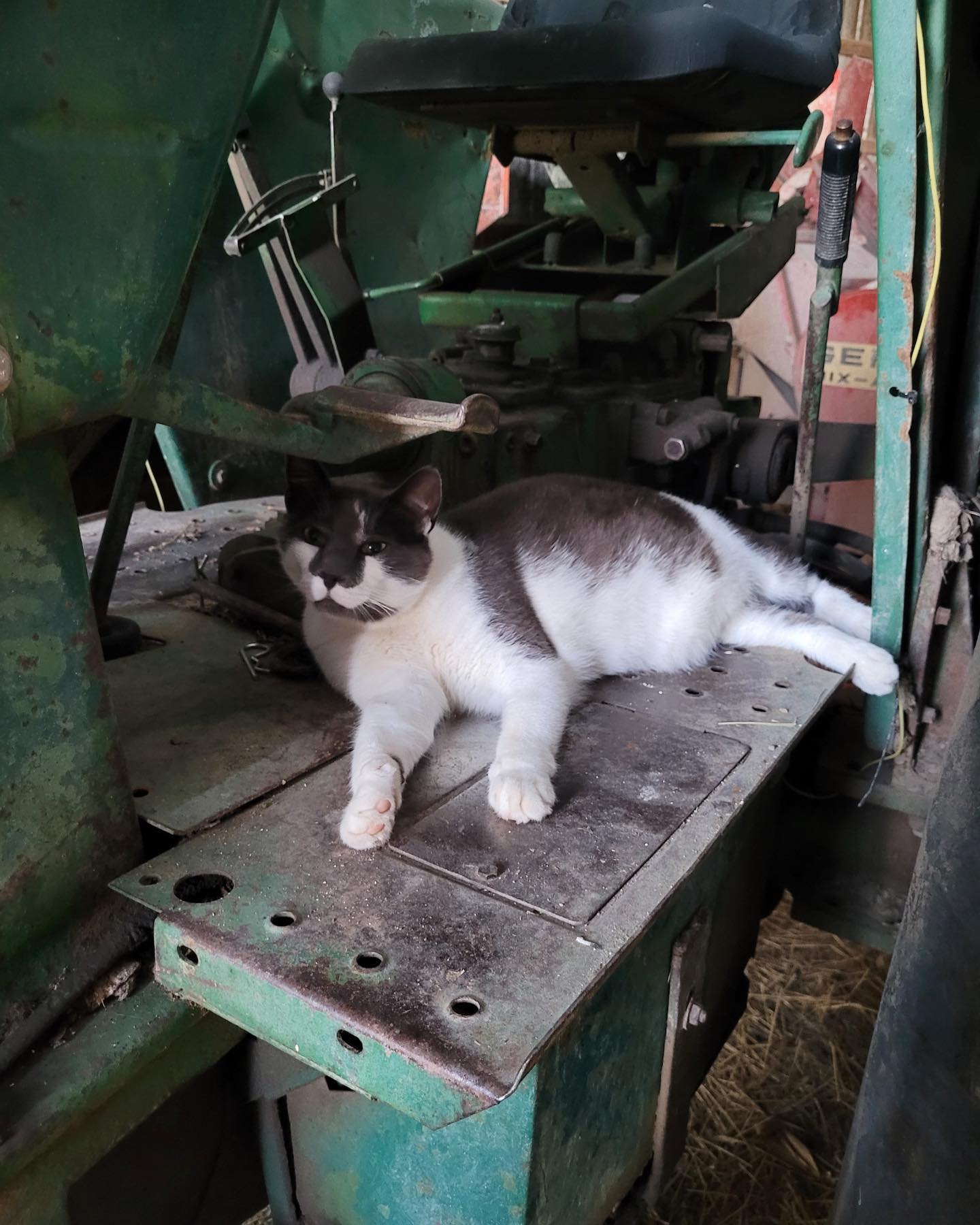 Barn cats are just as helpful as house cats—maybe more so #walter #passthewrench