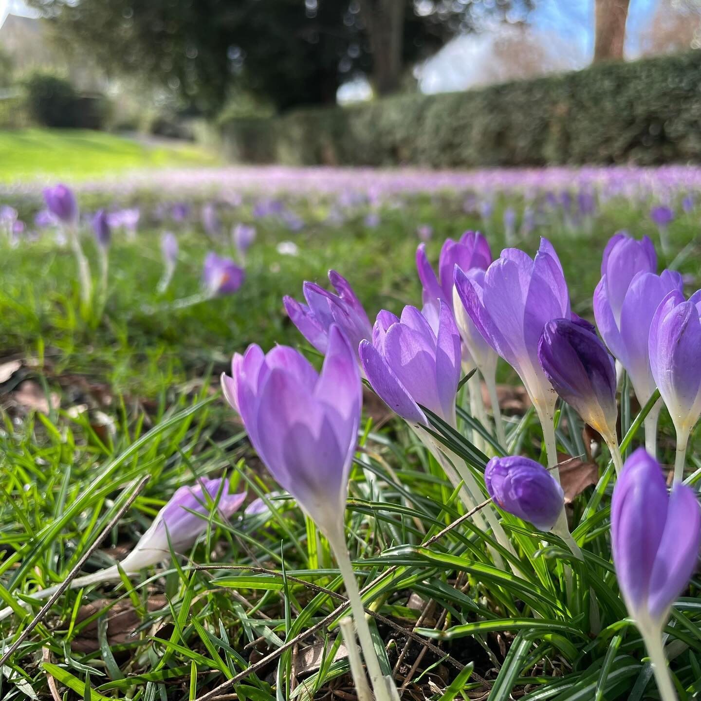 We have been finding it hard to get back into the habit of seeing small pockets of natural beauty while on our walks, and the weather hasn’t helped either: our garden is currently underwater.
.
And then, crossing the lawns in the Bury St Edmunds Abbey Gardens this weekend, we find an endless carpet of beautiful crocuses sheltering under the trees, as though nature is trying to make sure we pay more attention.
.
.
.
.
.
.
#crocuses #crocus #rainydaywalk #onmywalk #crocusflowers #naturelovers #floralflourish #flowers #purpleflowers #burystedmunds #burystedmundsabbey #purplecrocus #abbeygardensburystedmunds #floral