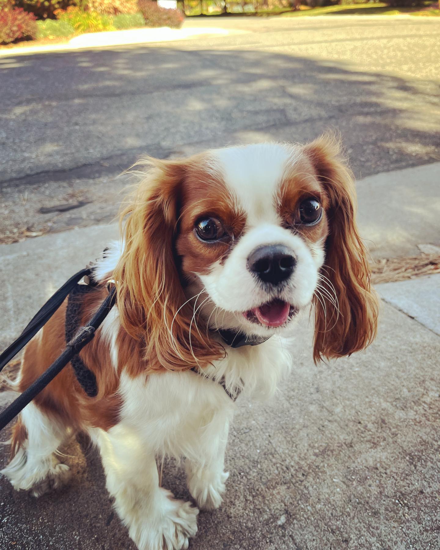 Welcome Barkley to the pack!! He’s obsessed with pine cones 😂
