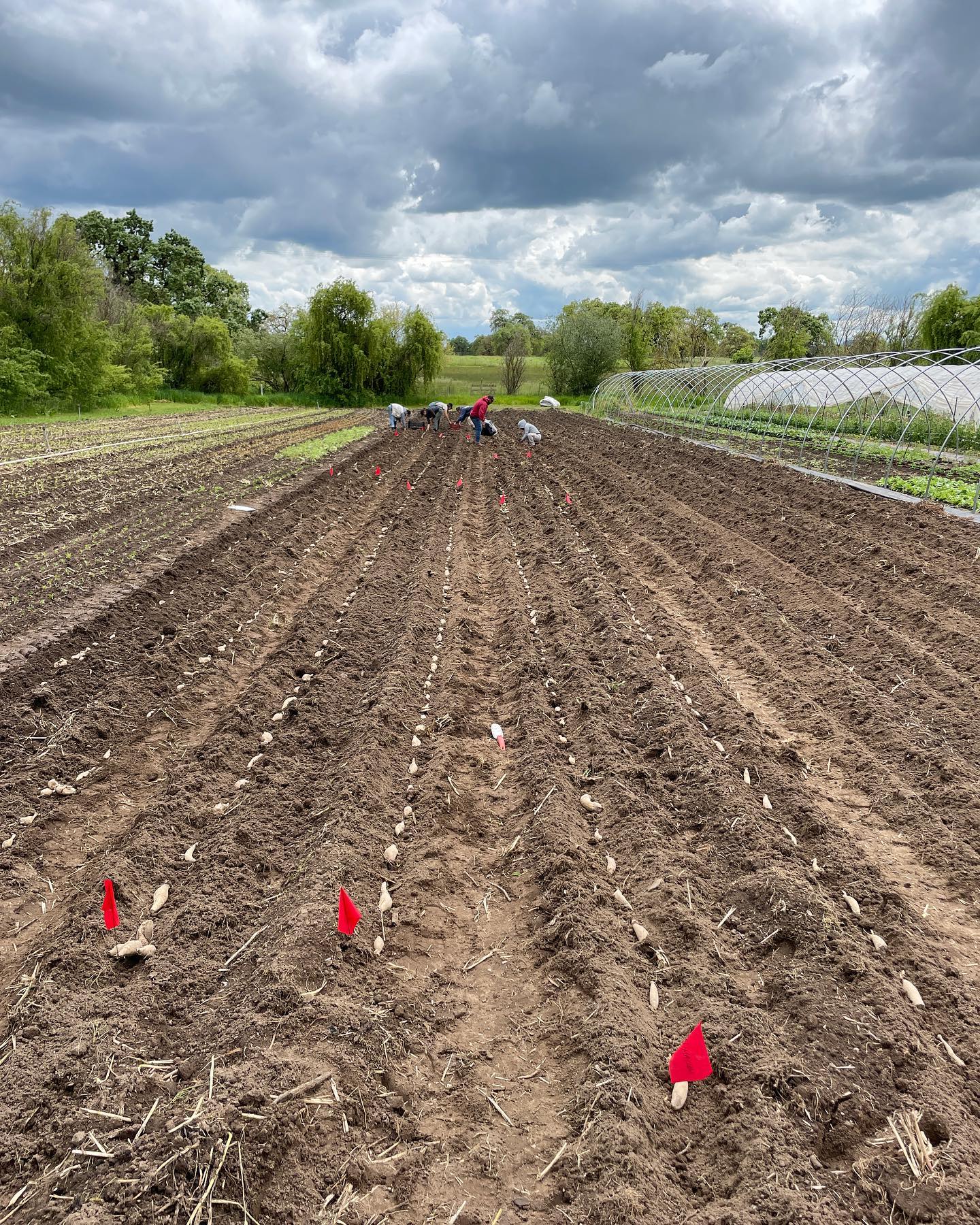 Dahlias are in the ground at long last! Late this year, as we waited for the soil to dry out enough to work after a long wet winter. We’ll lose a few weeks of blooms, but they’ll be happier to have the water this season! Yahoo! 🤠