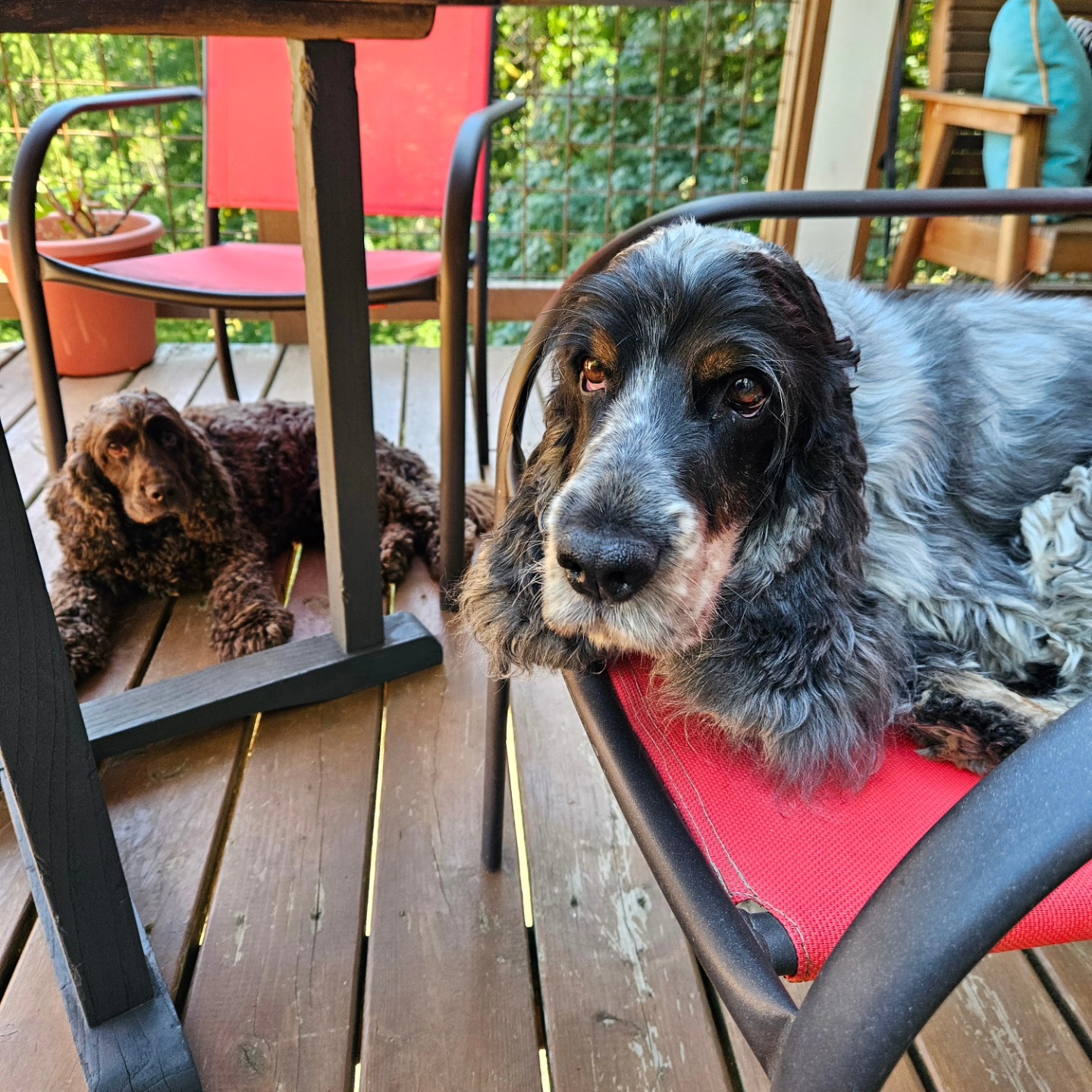 Arthur and Eric, helping with paperwork.
#englishcockerspaniel
#puddletownhounds