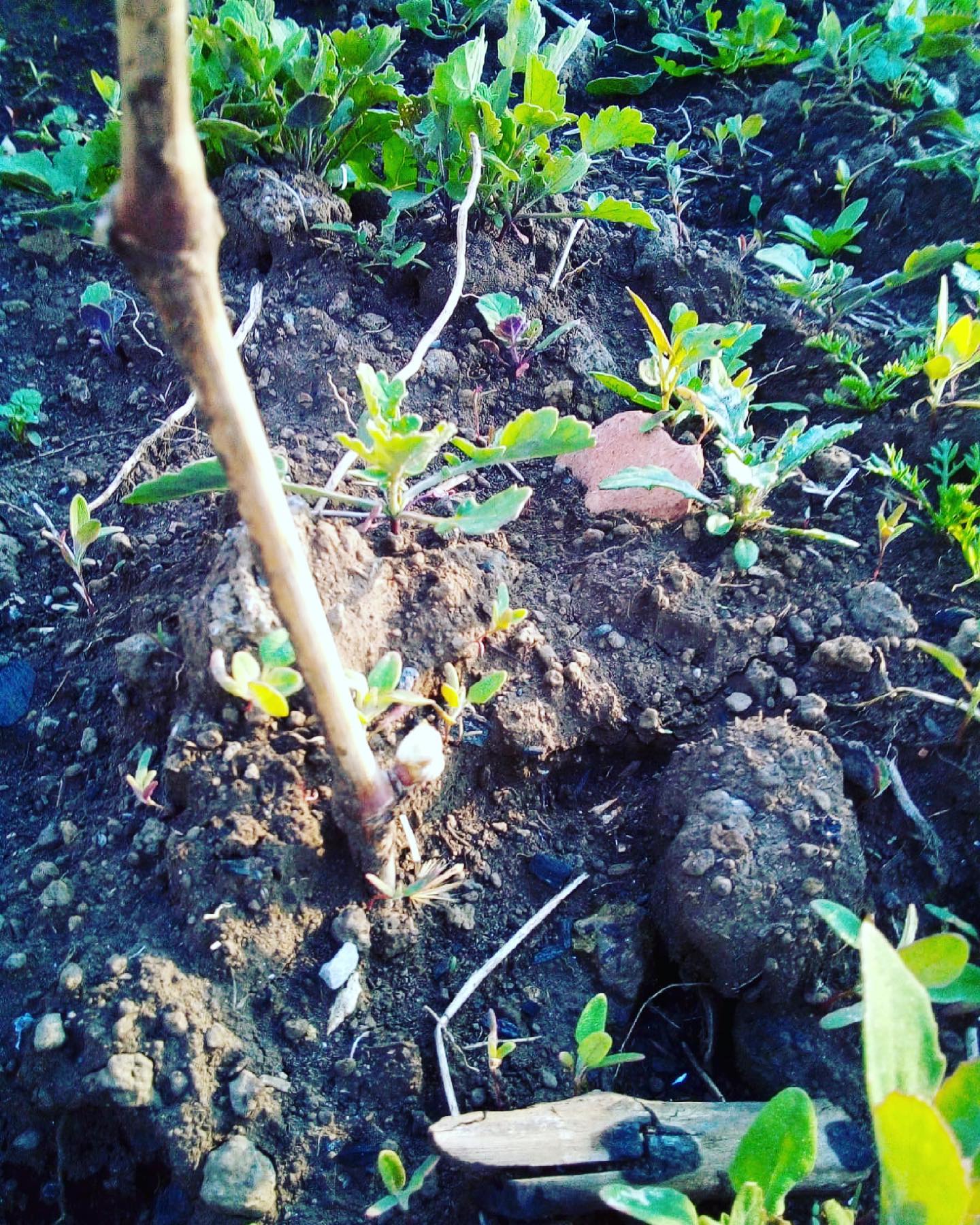 Ungrafted grapevine is budding #sognolavico#