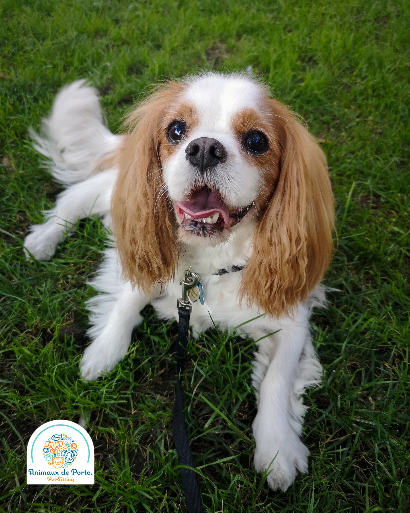 Oliver ❤️
#dogwalkingporto #petsittingporto #petlovers #dogsittingportugal #catsittingportugal #dogs #cats #petsofinstagram #porto