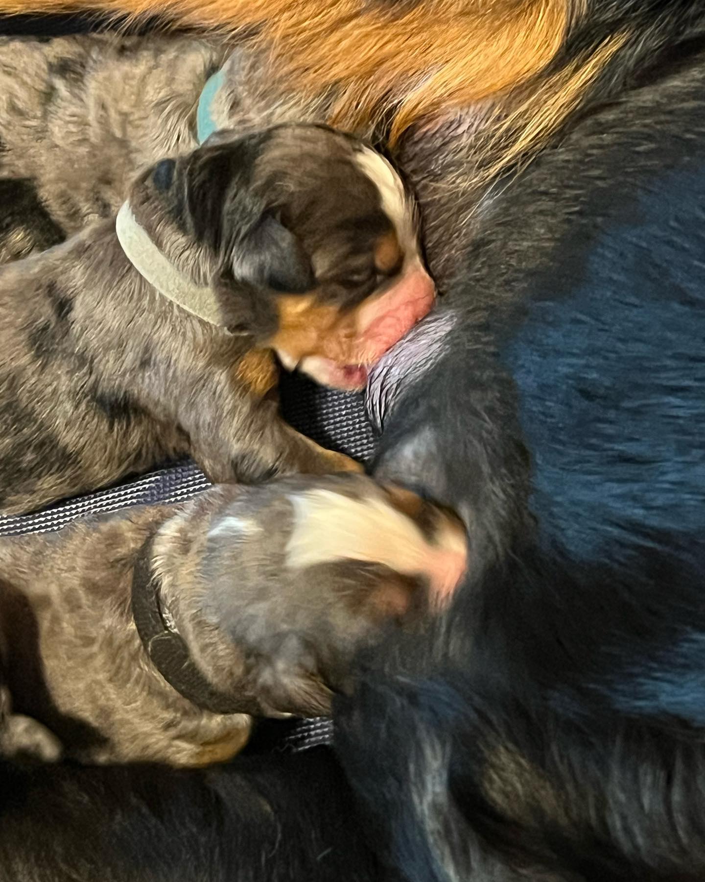 #bernedoodlesofutah