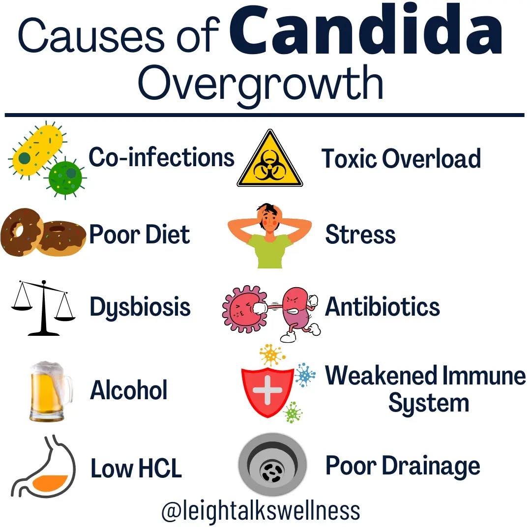 CAUSES OF CANDIDA OVERGROWTH
There are many causes that promote Candida to overgrow.
🪱 Co-Infections
Other infections can cause the immune system to be in overdrive which can lead candida to thrive
☣️ Toxic Overload
Overload of toxins can harm the digestive tract and suppress the immune system which then provides an environment for candida to grow.
😩 Stress
Suppresses digestive secretions leading to low stomach acid which is our 1st line of defense in digestion. Stress also suppresses immune system and increase blood sugar levels which is the perfect storm for candida.
🍩 Poor Diet
Diet high in processed sugar, refined sugar, inflammatory foods, pesticides , etc causes digestive issues, high blood sugar levels, increases inflammation, candida thrives on sugar and suppresses immune system.
⚖️ Dysbiosis
Imbalance of microbiome can provide an environment for candida to grow.
💊 Antibiotics
Antibiotics destroy both good and the bad guys microorganisms leaving the environment an opportunity for candida to grow.
🍺 Alcohol
The sugars from alcohol feed candida and alcohol also disrupts the microbiome.
🔍 Immune System
When the immune system is disrupted by other infections, toxins, poor diet, stress, etc candida can over grow leading to an imbalance.
🔥 Low Stomach Acid
Low stomach acid can causes many cascade effects on the digestive system and pathogens are not killed by our acid which is our first line defense.
🚰 Drainage
If our drainage is sluggish, our colon can become backed up cause many digestive, microbiome, toxic load issues that can cause candida to overgrow.
#guthealth #guthealing #guthealthtips #guthealthiseverything #guthealthiswealth #candidaovergrowth #candida #candidacleanse #candidaproblems #healthegut #healthpractitioner #holististichealth #wellness #healtheguthealthebody #detox #detoxyourbody #toxins #endotoxins