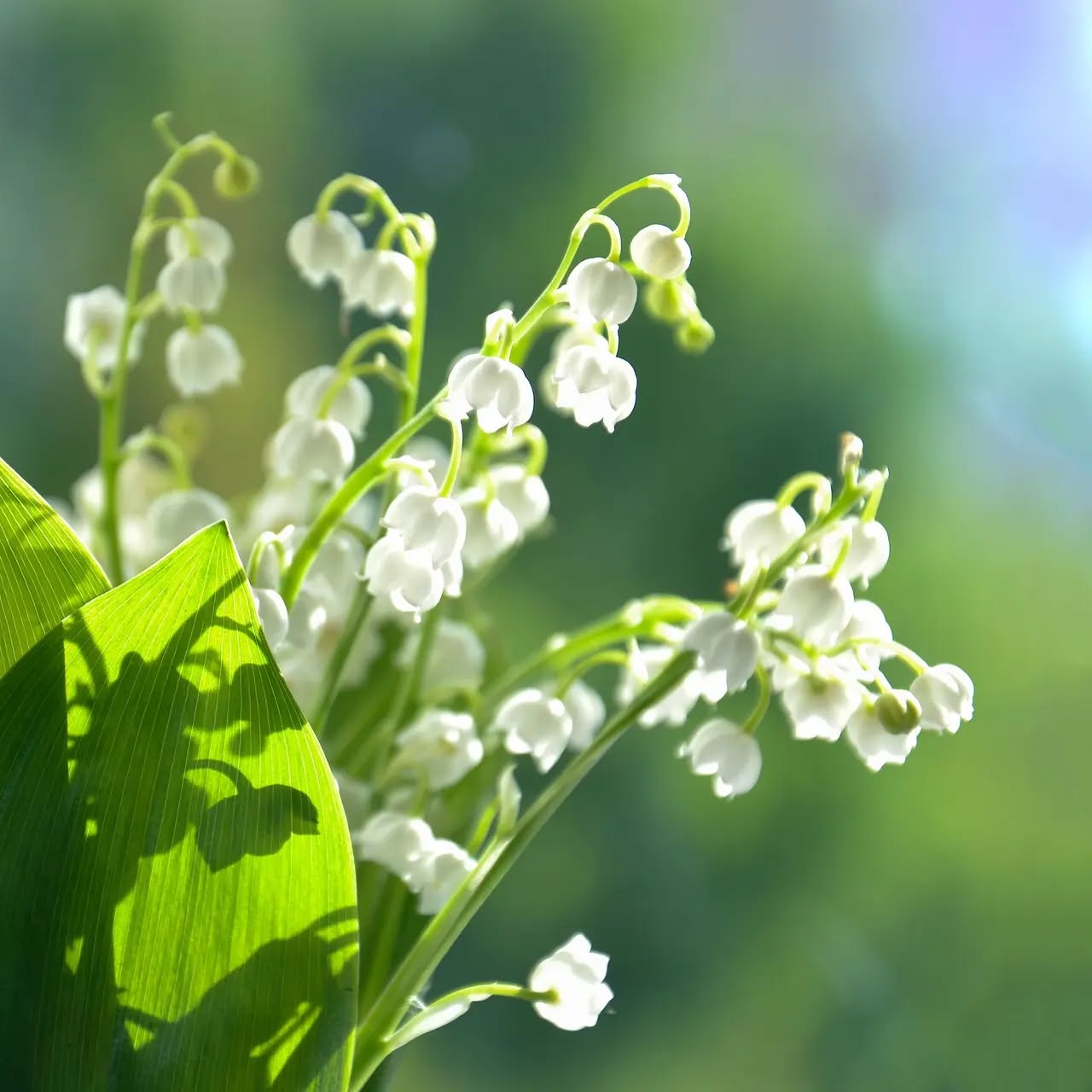 💚 Très Belle fête 🌿
💚 Very nice célébration 🌿
#1ermai #1ermai🌱 #1ermai2023 #celebration #fetedutravail #workday #weekend #naturelovers #plantes #plantesvertesaddict #plantesvertes #plant #cosmetiquenaturelle #naturalcosmetics #organiccosmetics #soinbio #santenaturelle #bienetre #bienetrenaturel #naturalwelness #naturalhealing #cosmeticsupplier #spacosmetics #institut #beauté #beauty #naturare #naturare.bio #love