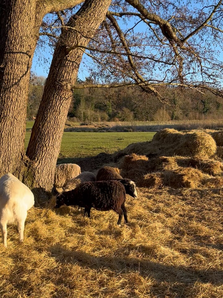 PHOTO DUPM JANUARY 2026
.
.
.
.
#hoovesandtails #january2026 #photodump #sheep #goats