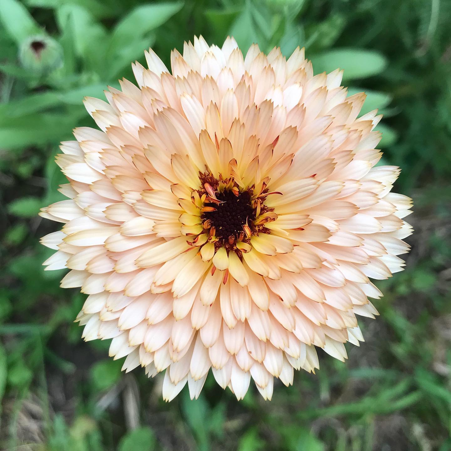 #edibleflowers are a great way to bring colour to your food garden #calendula