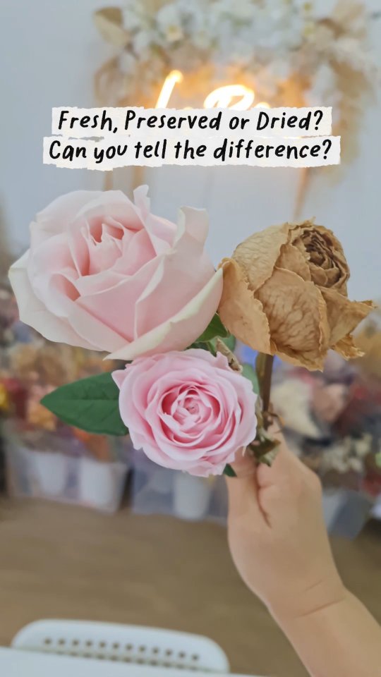Many people think they are the same 🌹
But fresh, preserved and dried roses are very different.
Knowing the difference helps you choose the right one for gifts, arrangements or workshops.
#floraleducation #rosesguide #freshflowers #preservedflowers #driedflowers