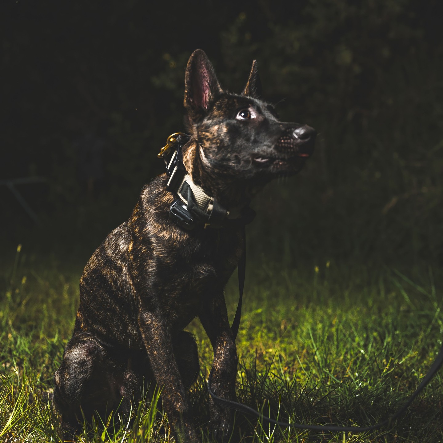 Meet OAKLEY, also known as Jinx Grey, hailing from @bigcypressgsdrescue. This seven-month-old brindle Malinois is a bundle of energy and affection. Currently mastering the basics, Oakley has big dreams of making it in the private sector. Remember, a busy mind makes for a happy, healthy working dog!