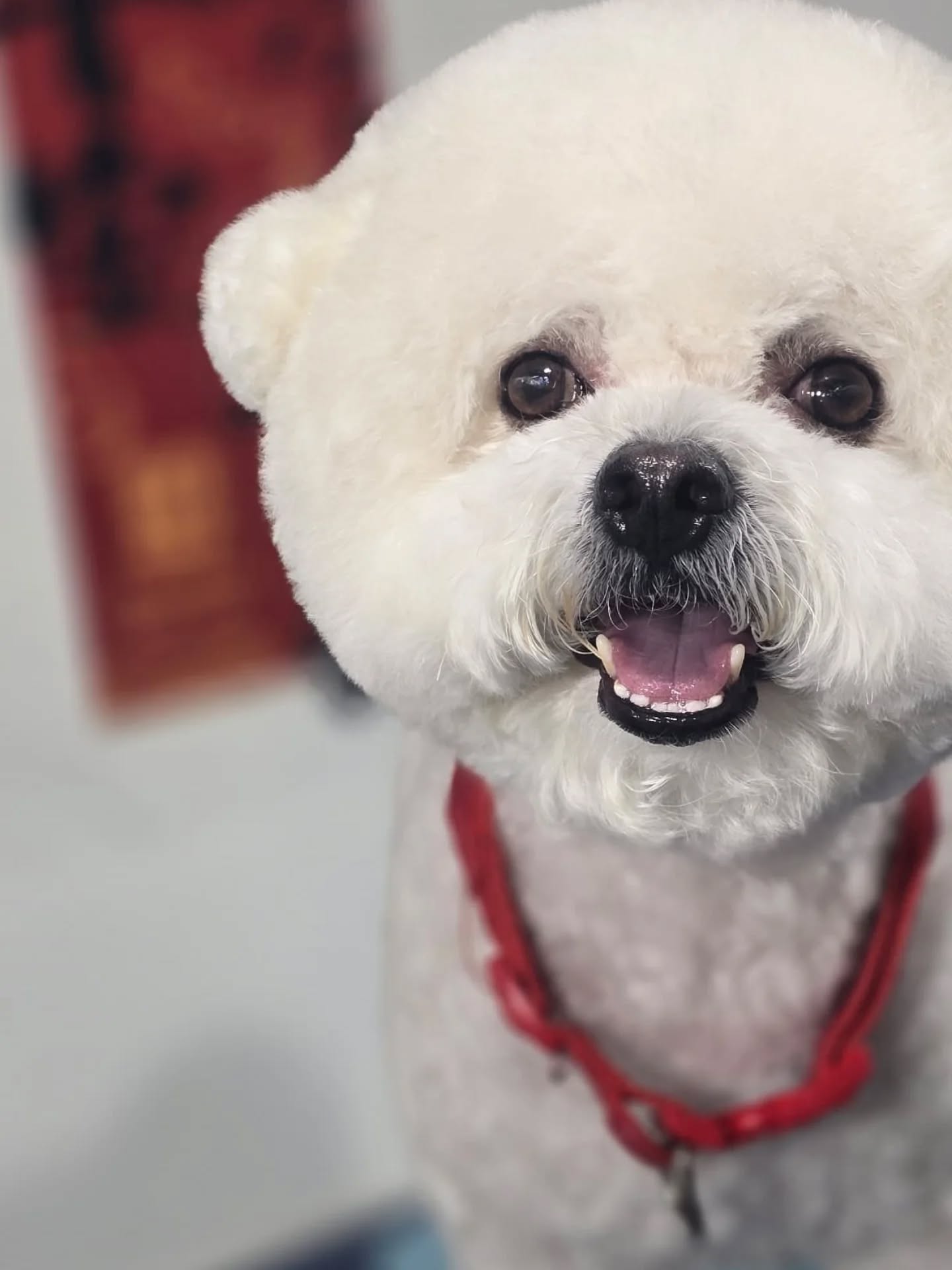 Start the New Year fresh — a clean, happy pet for a brand new beginning.🤍🧨
-
-
-
-
-
-
-
#PetsMan #petmobilegrooming #doortodoorservice🚗🏡 #petlovers #petgrooming petslove petsgroomer petsgroomingPetsMan 🛁🐶🐱
📍Service Area : KL / KLANG VALLEY AREA
Feel free to DM us for more info !
WhatsApp us for appointment 0175233811 ☎️