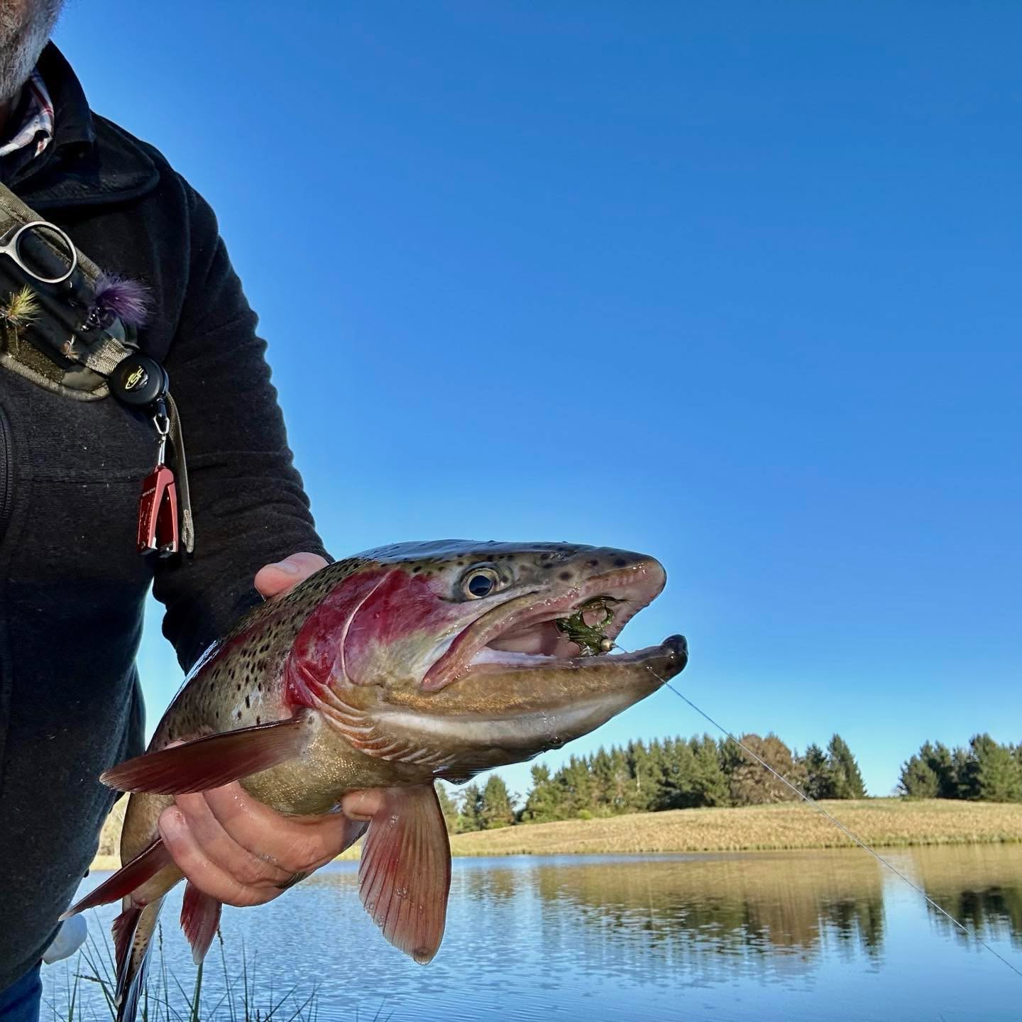 The @redtruckflyfishing 690-4 does it again with a beautiful early morning bow. www.geartruck.com.au #flyfishingaustralia #catchandreleaseonly #flyfishing #flylife #flyfishinglife #flyfishingjunkie #redtruckflyfishing #redtruckdiesel #rainbowtrout #troutporn #troutbums #geartruck #wethands #high-stick #brokenrod #fark