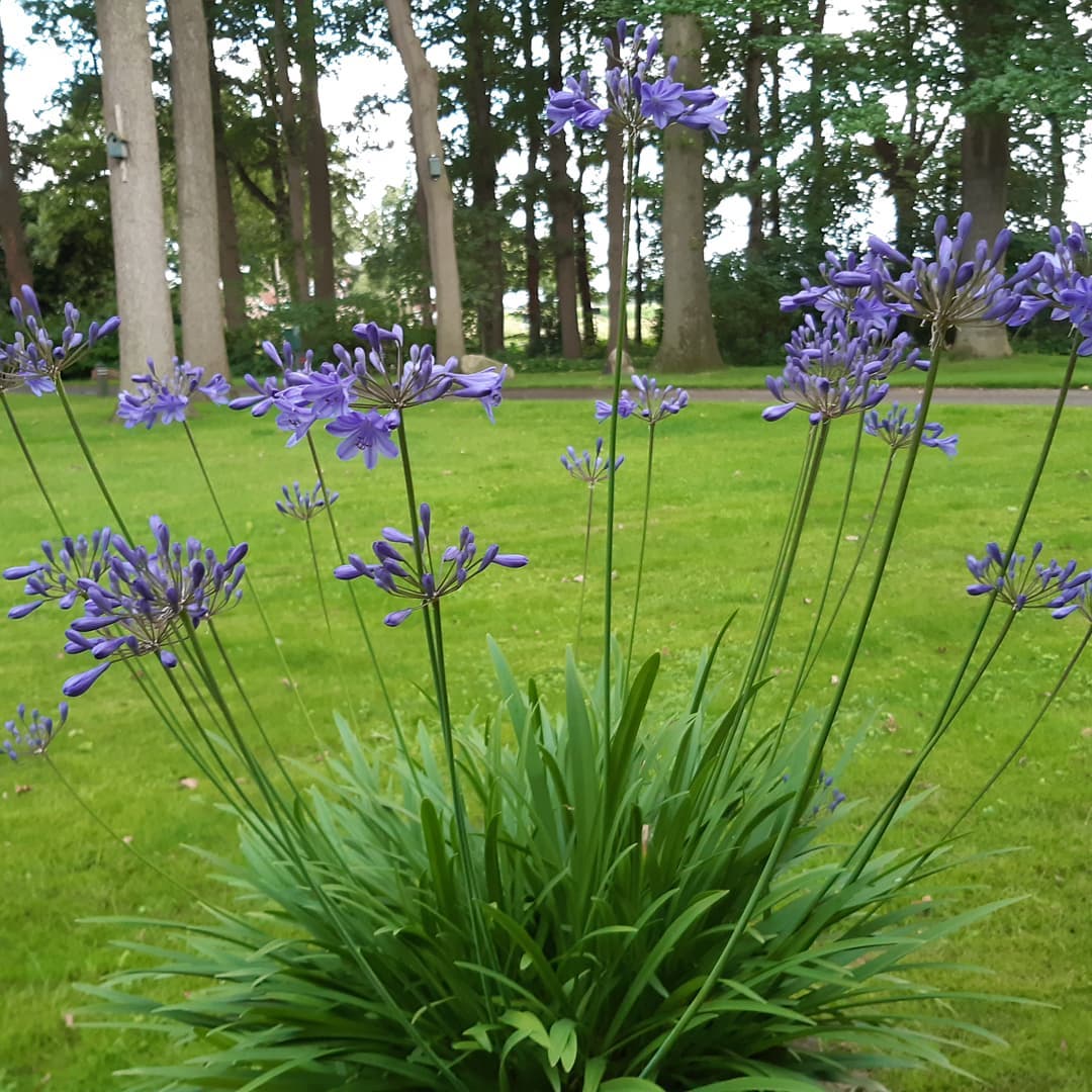 Agapanthus .... dit jaar vol in bloei.