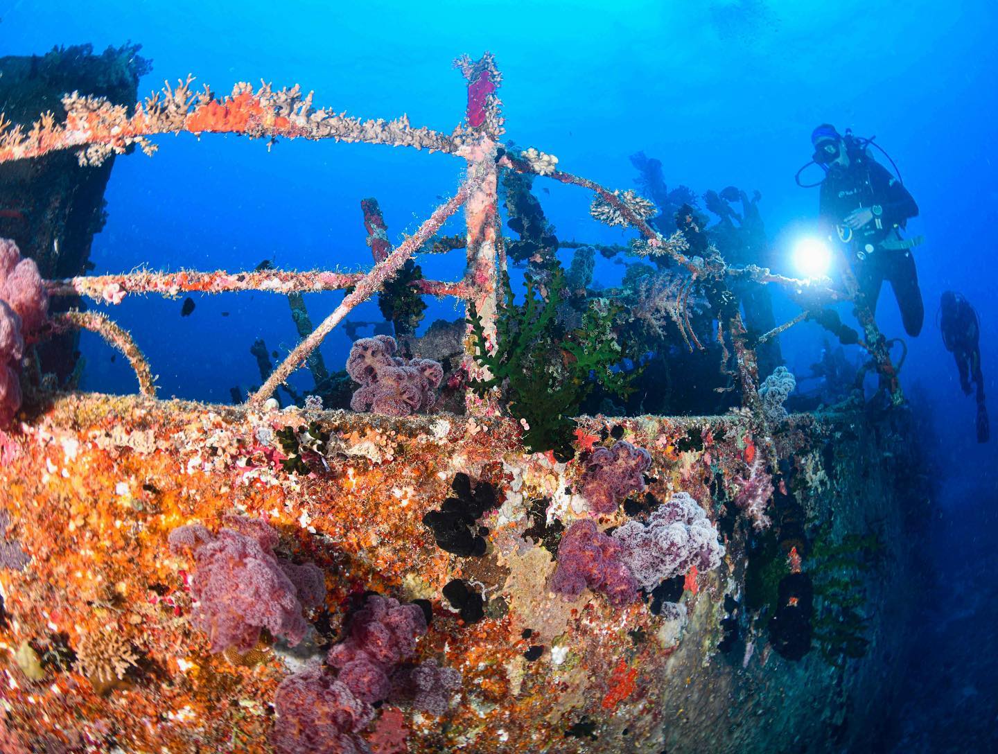 The Tasu wreck being explored in Beqa Lagoon Fiji. Encrusted with soft and cup corals the scuttled Chinese fishing trawler gives back to the ocean 🌊 🐠
#fijiislands #fijidiving #beqalagoon #fijiscubavacation #underwaterphotography r