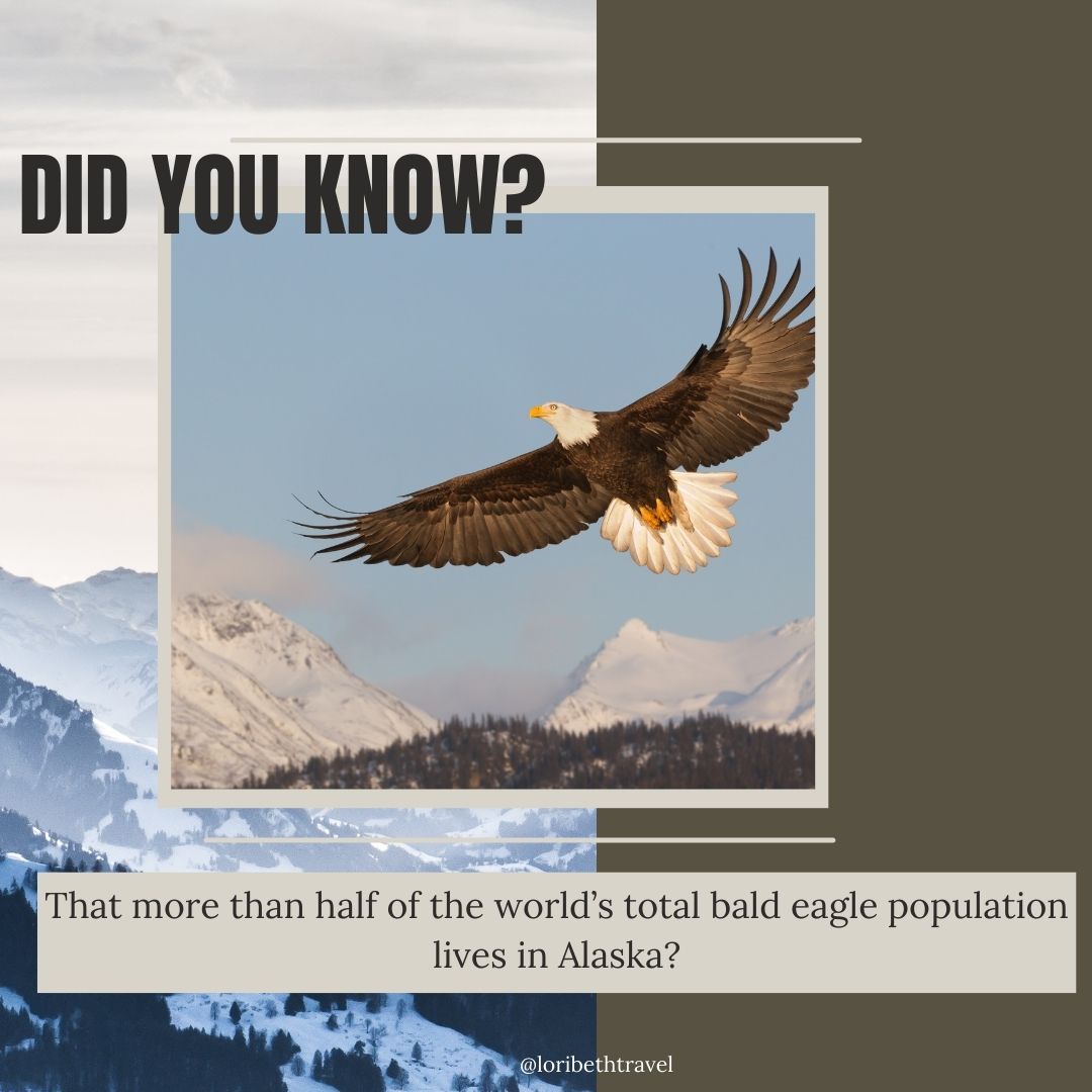 🦅 Did You Know? 🦅
More than half of the world’s bald eagle population calls Alaska home! With its vast wilderness and abundant waterways, Alaska provides the perfect habitat for these majestic birds.
From the stunning coastal areas to the rugged interior, Alaska offers countless opportunities to witness bald eagles soaring gracefully or perched high in the trees. Visiting spots like Chilkat Bald Eagle Preserve or cruising along the scenic coastline are unforgettable experiences for nature lovers.
Ready to explore Alaska’s breathtaking beauty and spot these incredible raptors in their natural habitat? Let’s start planning your Alaskan adventure today! 🏔️✨
#WildlifeWonders #BaldEagles #ExploreAlaska #NatureTravel