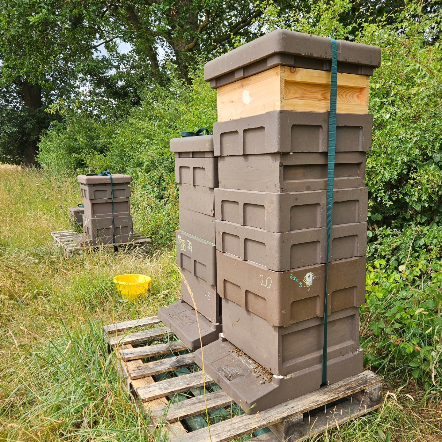 Just shows, no 2 hives are the same. Add supers only when the colony needs the space. In the same apiary some have 1 super...this ones got 5!
#derwenthoney #bees #honey #yorksmallbusiness #yorkshirebees #york #smallbusiness #eatlocal