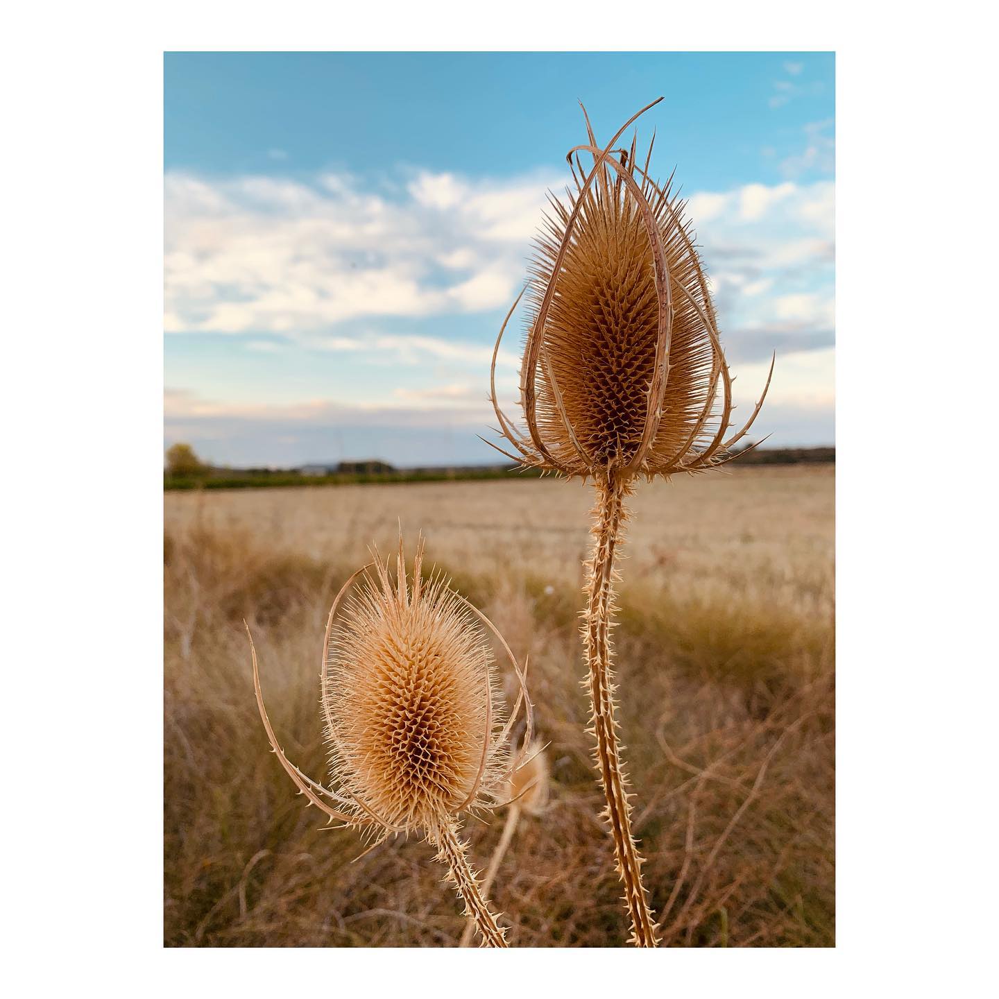 Fleurs séchées et champs
#naturephotos