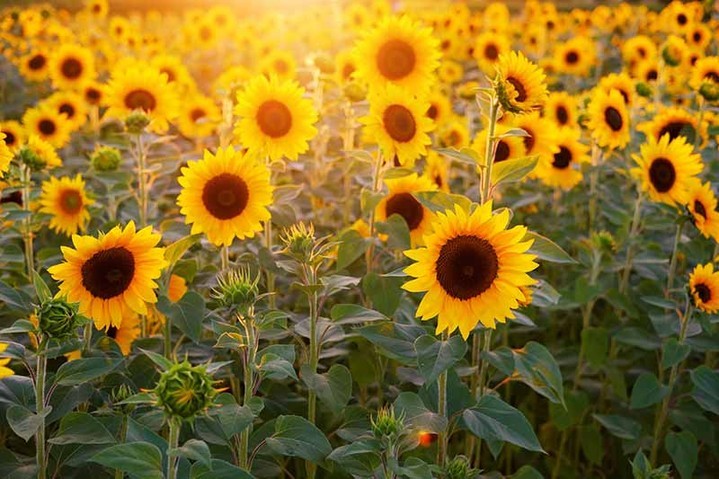 If you could have one flower in your yard that you don't already have, what would it be?
https://www.rfr.bz/imged9g
#flower #landscaping #landscape #terrehaute #family https://www.rfr.bz/imged95