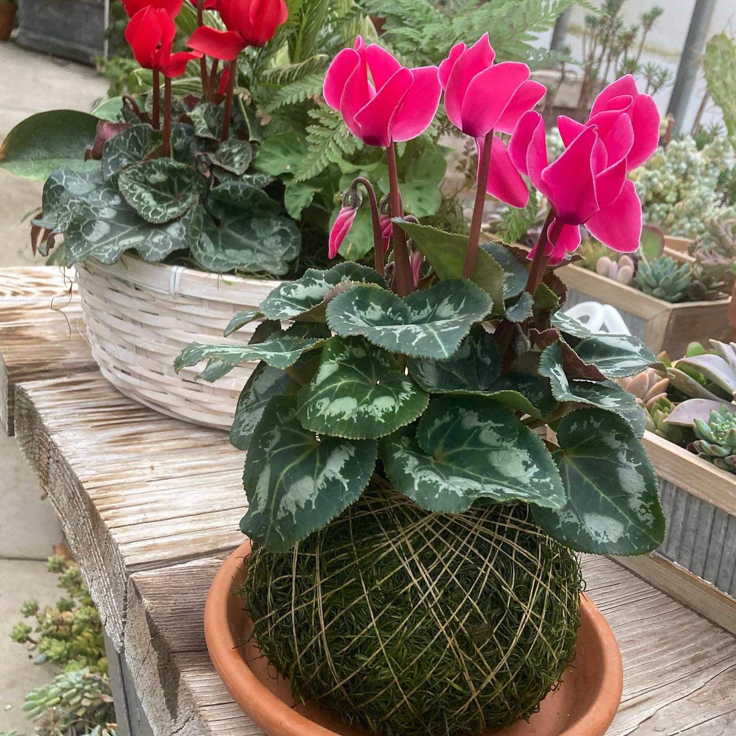 There’s just something elegant about a Cyclamen in kokedama. Kokedama is the Japanese art of nestling a plant’s root ball into a nest of moss then securely wrapping it in twine. In late 2019 I started making my first kokedamas with hopes of doing workshops in early 2020….and we all know that that never happened; and then life got busy and I’m just now stepping back into this lovely art form.
I’m excited to make kokedamas using different plant varieties.
If you’re interested drop me a comment and we’ll see if we can put a workshop together for January. (A sunny January day in the greenhouse is perfection!)
#roundtreefarmgreenhouse #kokedama #cyclamen #plantmom #greenhouse #letsmakesomething #plantlifestyle #plantlife