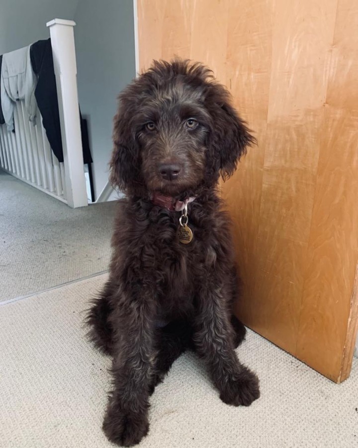 Introducing Frankie our newest and bestest ever Social Media / HR Manager. Frankie recently took on the role to help boost the morale in the office and to brighten up these little cube pictures. Shes been doing a great job so far organising little get together like after work biscuits 🍪 In her own words she said ‘like new boss, feeling proud, ready to go’😎
Best of luck with the role Frankie - great to have you on the team.
🐻 🐾