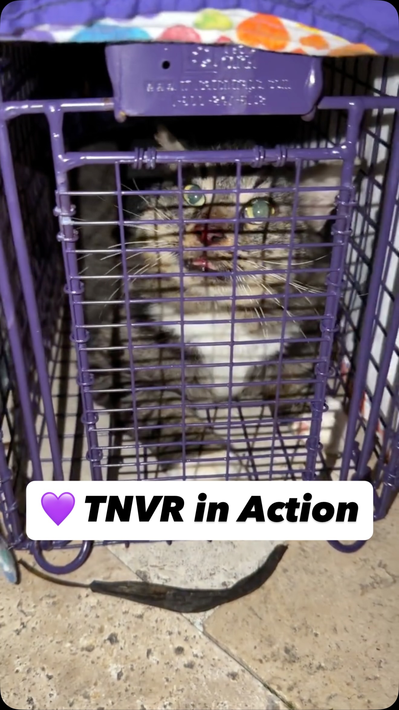 Every trap tells a story. Every release is a second chance.
This is what TNVR looks like in action:
✔️ Trapped humanely
✔️ Kept overnight, fed & monitored
✔️ Spayed/Neutered + Vaccinated
✔️ Returned safely to their community
Because fixing the problem starts with stopping the cycle.
Fewer kittens. Healthier cats. Stronger communities.
If you’d like to support our TNVR efforts or get involved, reach out to us or visit:
🌐 www.givehoperescue.org
#GiveHopeCatRescue #TNVRWorks #fixthecycleinitiative #CommunityCats #TrapNeuterVaccinateReturn AnimalRescue
Would you like us to trap in your community?