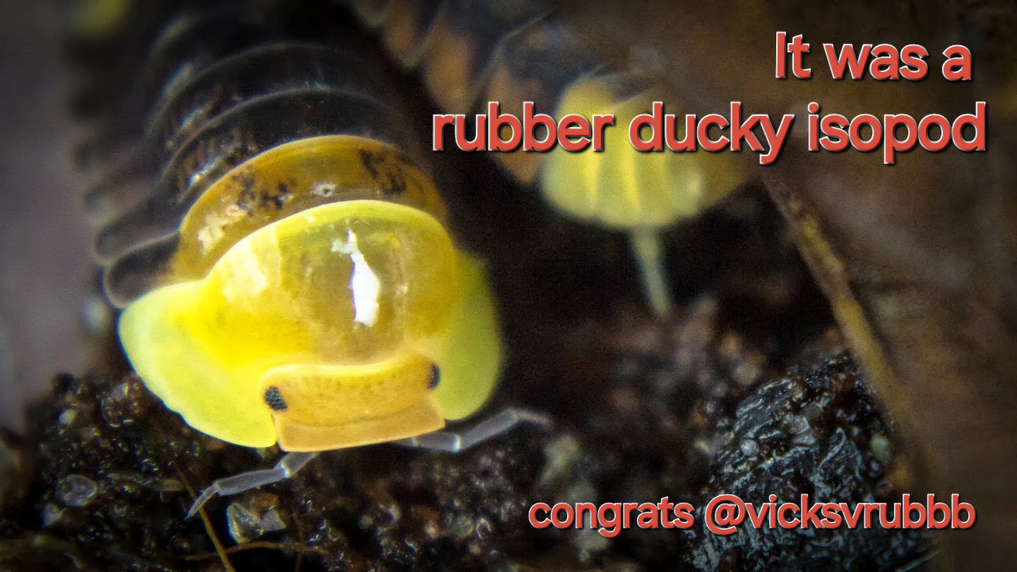 It was a rubber ducky isopod commonly found in tropical regions of Thailand. 🐤🪲 Congratulations to @vicksvrubbb who was first with the correct answer! 🥳 Sending you a DM now. Thanks everyone for playing, more on the way! 🐥🎁