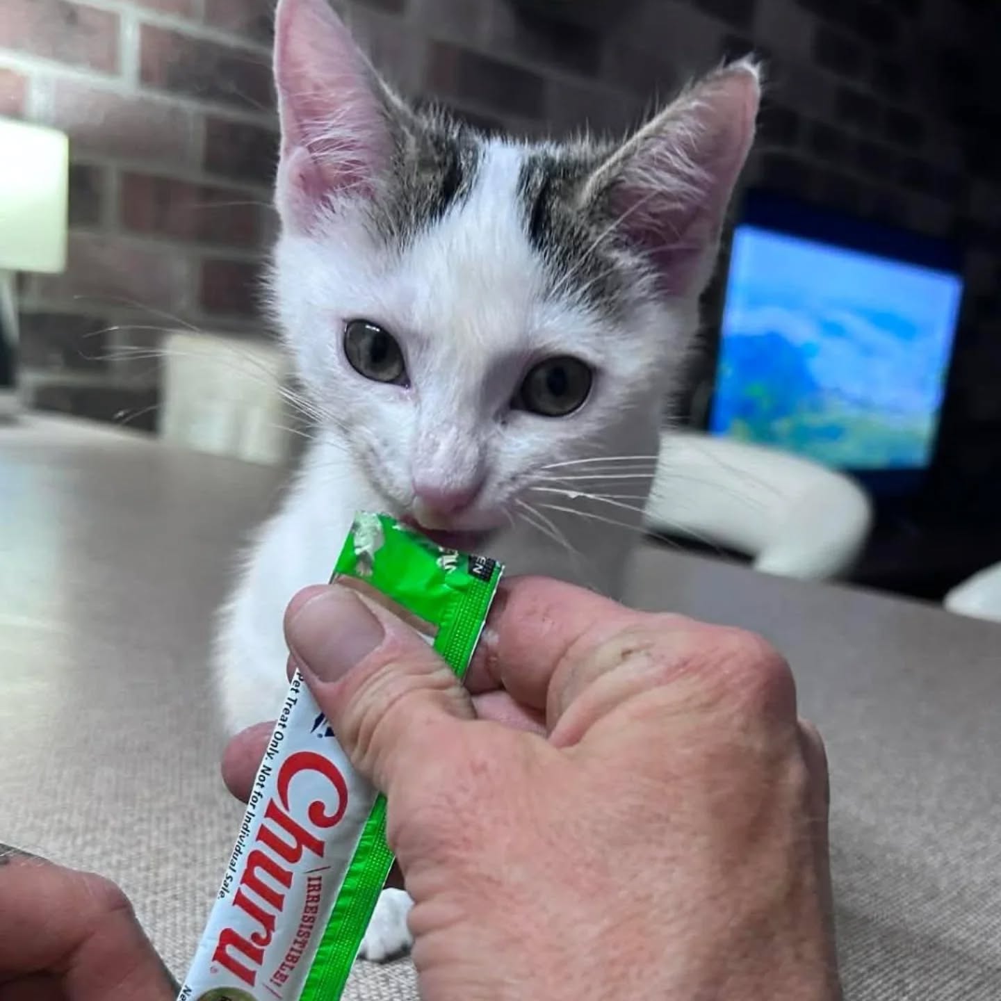 Our newest Churu fan, Zoey! 🐾
We’re not sure what’s cuter, Zoey’s tiny paws or the way she’s already mastered the art of the Churu squeeze. It looks like someone has officially joined the #ChuruLover club! We are so honored to be part of your first memories together.
Thanks for sharing @mags877
#ChuruPuree #NewKitten #CatParent #KittenLife ZoeyTheKitten