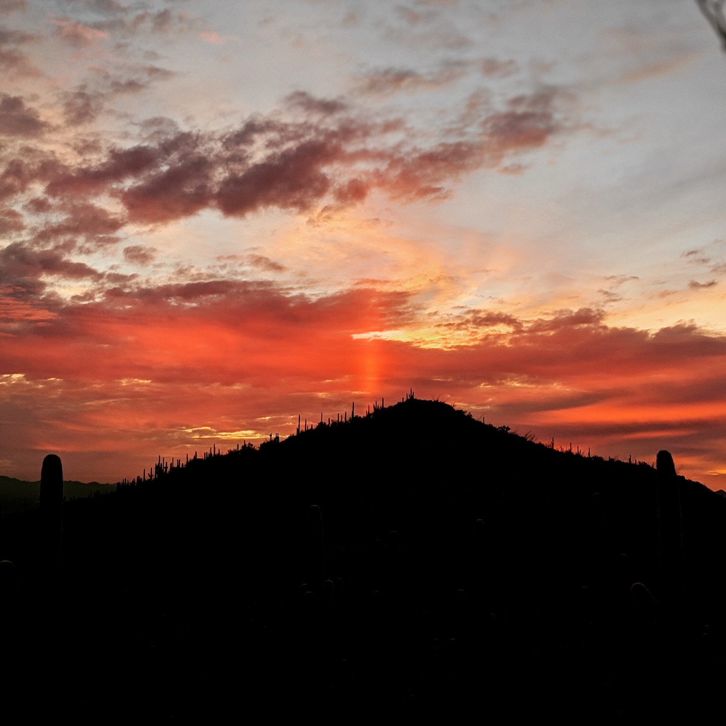 #Tucscon #Arizona #sunset #dessert #epic #outdoors #hiking #dusk #fyp #cactus #saguaro #saguaronationalpark