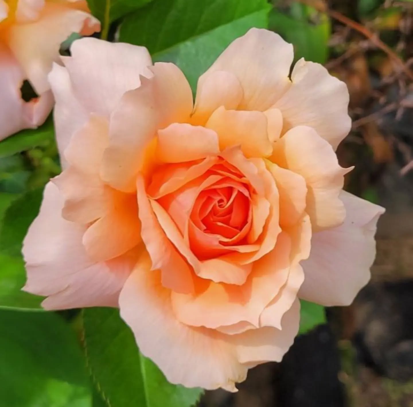 Apricot Candy
www.mysticmoonlightfarm.com
#mysticmoonlightfarm #flowerfarming #flowergarden #flowerfarm #flowersinpots #containergardening #rosesinpots #roselover #flowerfarmer #hybridtearose #gardening #garden #roses #rosesofinstagram