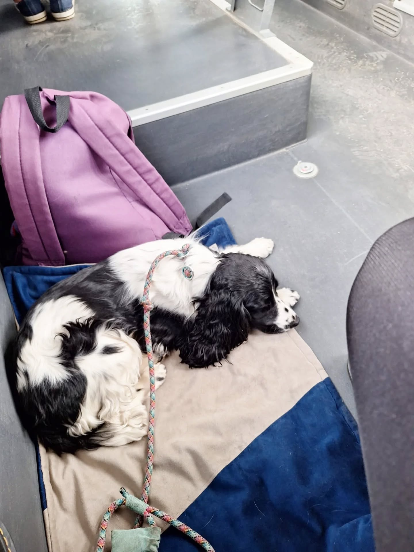 Se Chic Hundedecke ist super weich, strapazierfähig und perfekt für Reisen.
Ob im Auto 🚗, Bus 🚌 oder Zug 🚆 – sie bietet Wärme 🔥, Gemütlichkeit 🫶 und einen sicheren Schlafplatz 💤 für unterwegs
#Hundedecke #Hundezubehör #TravelDog #OnTheGo# DogsofInstagramHundeLiebe ReisenMitHund