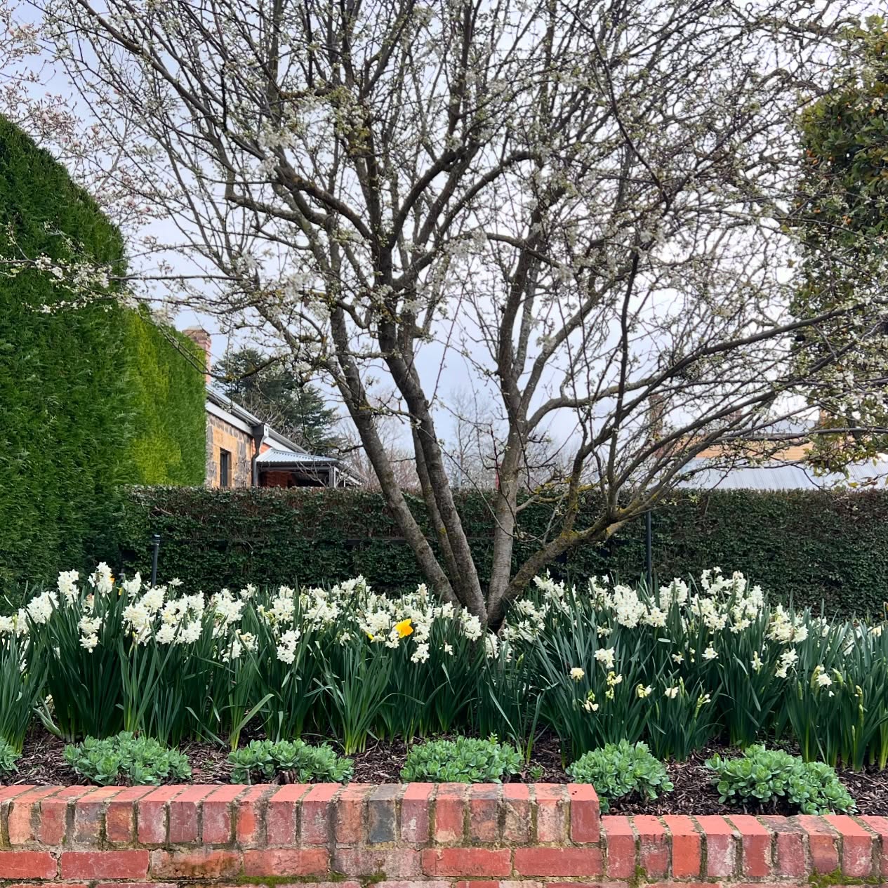 More signs that Spring isn’t far away: bulbs in full flower in the Sunken Garden.
Booking enquiries via our website or @airbnb
@piperstkyneton
@visitmacedonranges
@daylesfordmacedonranges
#kyneton
#kynetonaccommodation
#macedonrangesweddingaccommodation
#shortbreak
@nationaltrustvic
#oldrectory
#kynetonluxury
#sunkengarden
#narcissi
#Spring
#oldrectorygarden