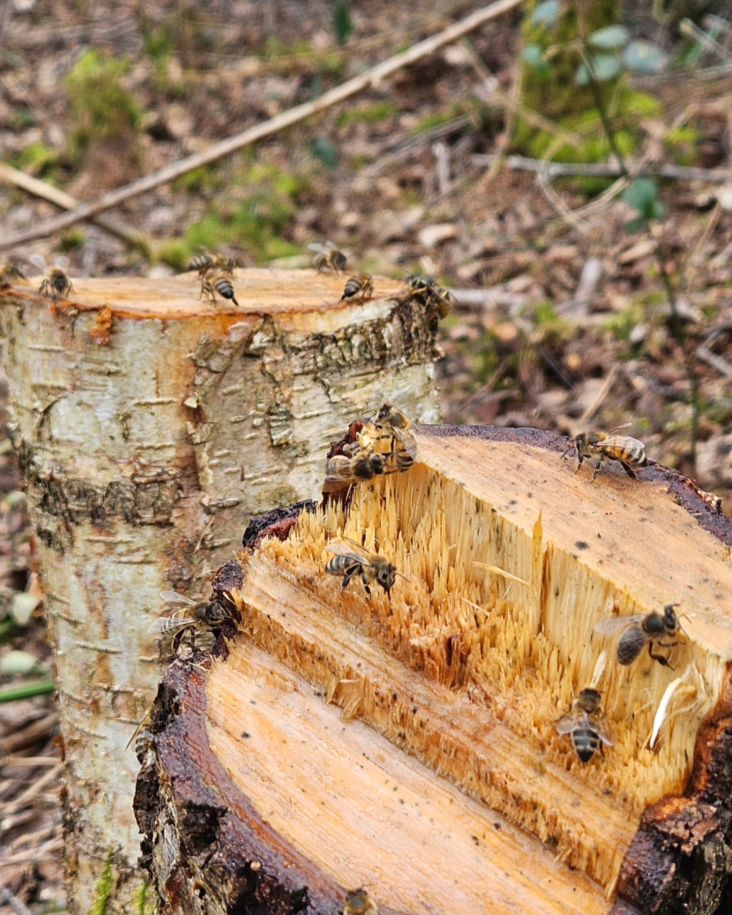 With a welcome bit of good weather yesterday the bees saw the opportunity to top up on fluids and maybe some sap from this freshly felled silver birch.
Access to water is important at this time of year as they need water to help the process of converting winter stores into usable feed. Increasing demand for food in the colony!
#derwenthoney #honey #bees #york #yorksmallbusiness #macrophotography #woodlands #beeyourself