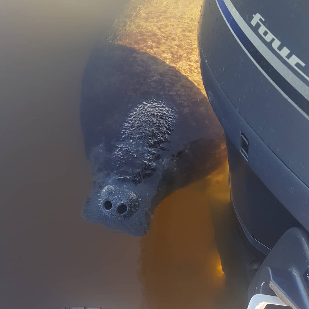 This manatee stayed with us do a while