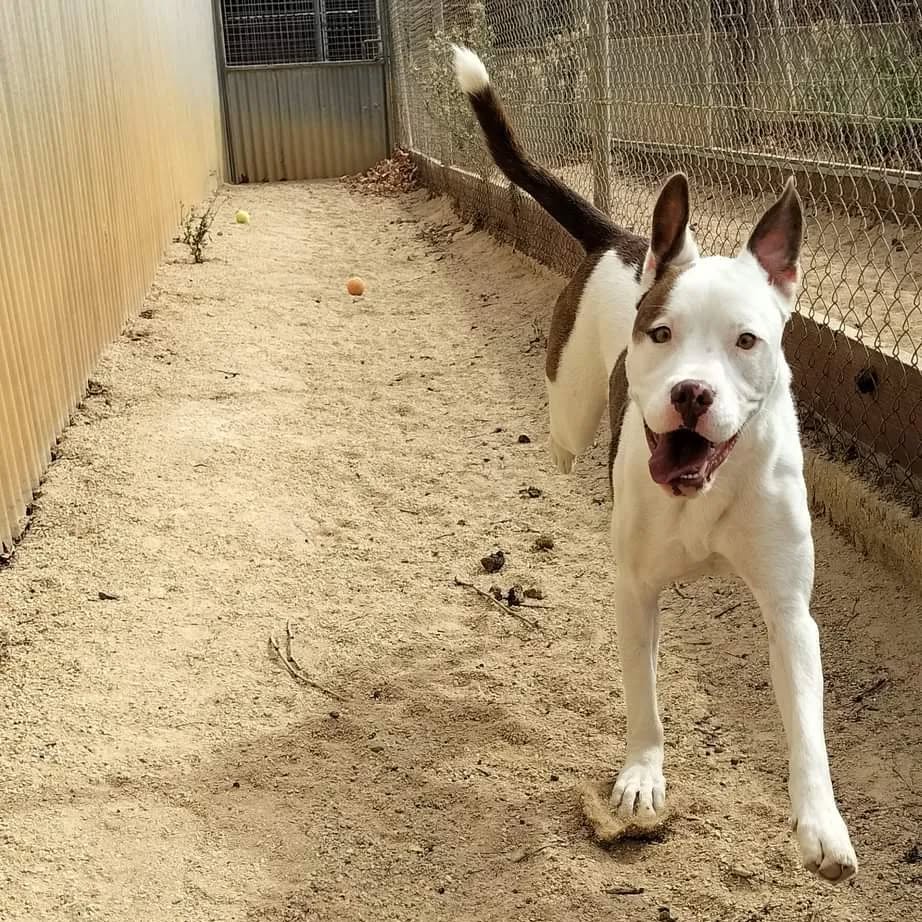 One of our beautiful boarders Dex