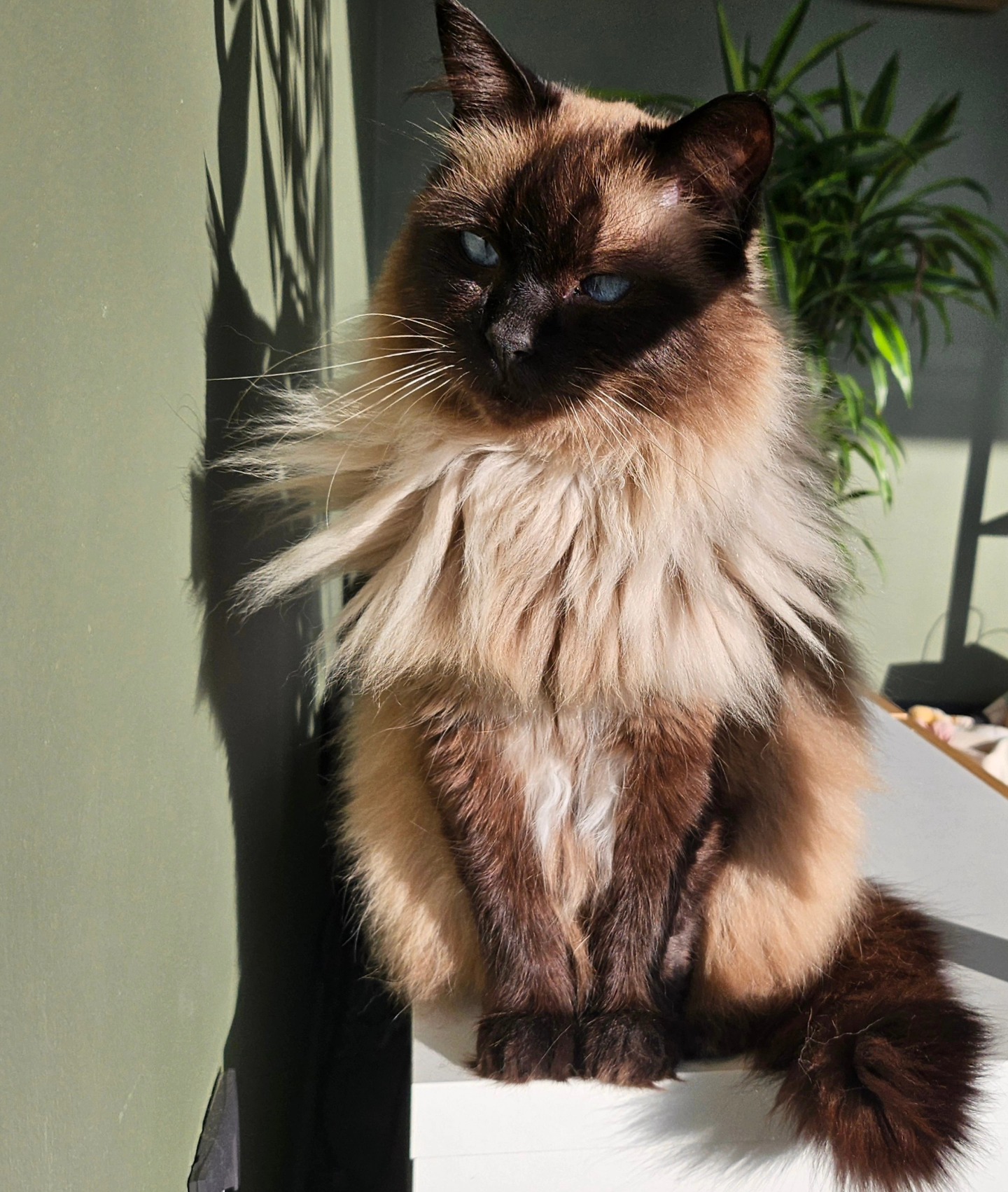 Every cat is a model, but my cat is my favourite one ๐ sun kissed relaxing, and always eager to be behind my lens.
#mobilephotography #catlover #cataofinstagram #sun #domestic #paws #mrjones #ragdoll