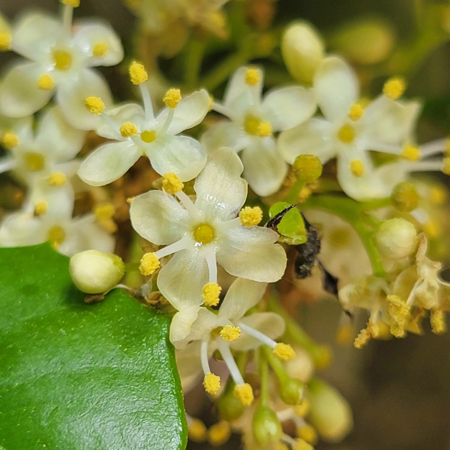 Beautiful Holly blooms