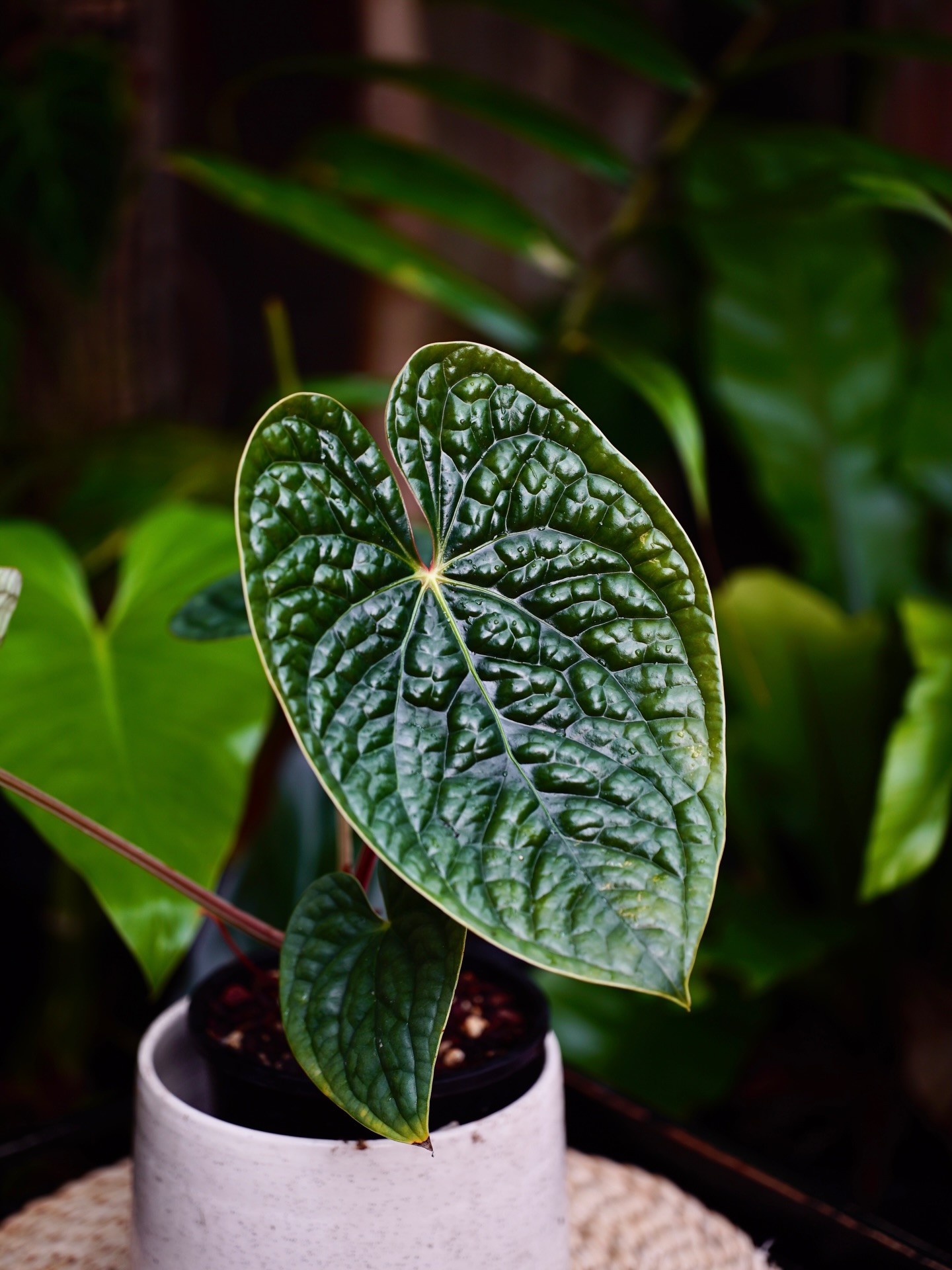 Anthurium Luxurians, an absolute icon with its dark,bullate leaves! Grab a seedling for only $35 at Urbanbotanist.nz