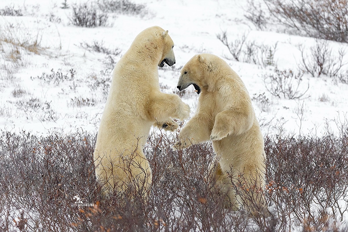 Two young males participate in some “friendly” sparring.
Churchill, Manitoba
Stay Wild, Stay Curious.
Photo: Joe Desjardins
#polarbearsinternational #ShareCangeo #joedesjardinsca #StayWildStayCurious
#fstopgear #churchillmanitoba #natgeoyourshots #thenaturephotoguyspodcast