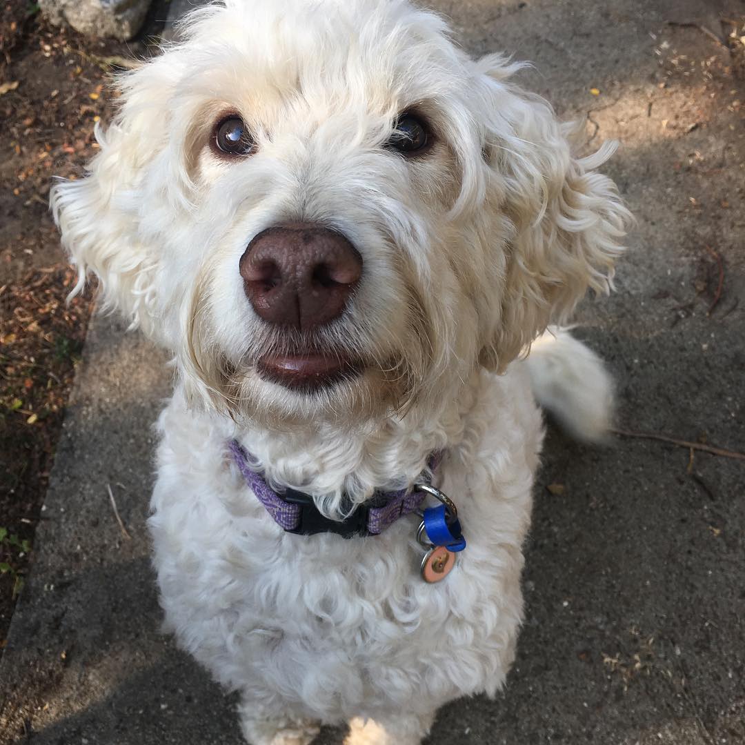 ❤️ Chloe ❤️ Such a sweetie!
#dog #labradoodle #dogsofbrisbane #doglover #cute #chasingtailsbrisbane