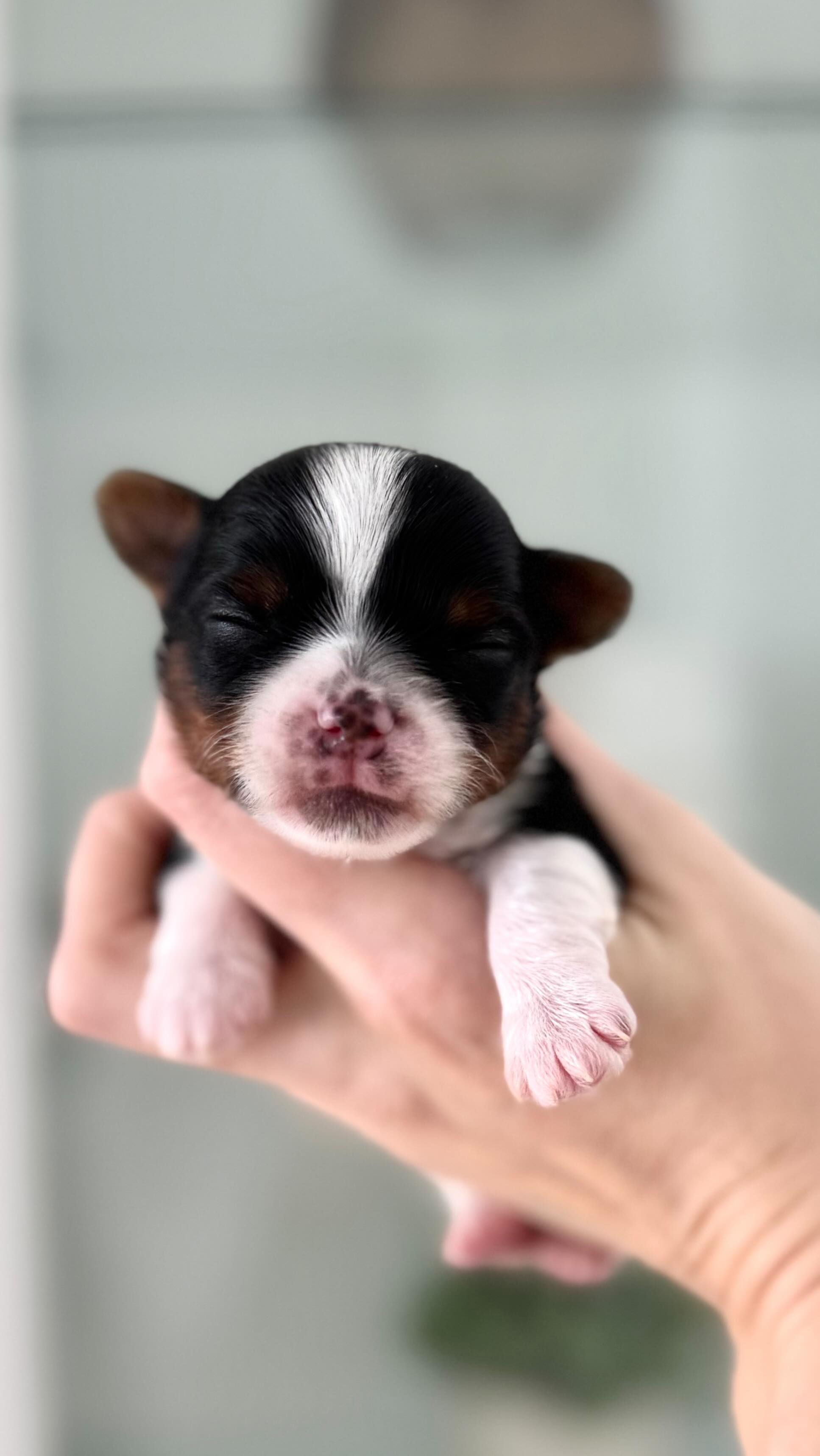 This is our tiny male for now his name will be Ozzy! #puppylove #dogs #doglove #canadapuppies #puppylife