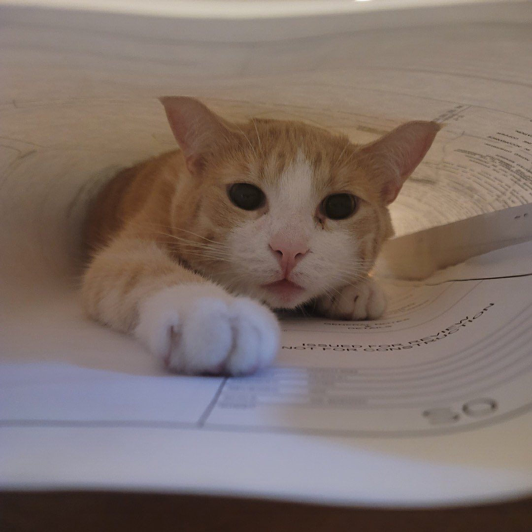 Trying to work on takeoffs… someone else has other plans #workinghardorhardlyworking