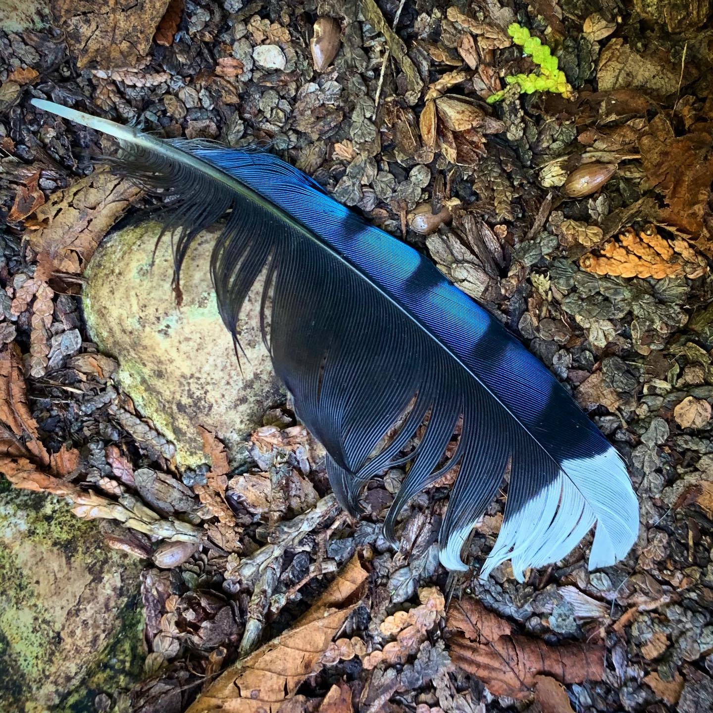Blue Jay feathers are (in my opinion) some of the best possible feathers to find 😌