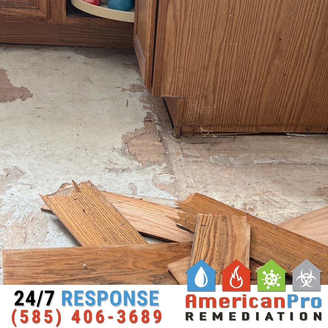💧🚨 Uncovering the hidden damage beneath your floors!
Sometimes, water damage runs deeper than you think. At American Pro Remediation, we go the extra mile to identify and address hidden water damage beneath flooring to protect your home from long-term issues.
🔍 What we do:
✔️ Floor Removal: Carefully removing damaged flooring to expose water-soaked subfloors and structures.
✔️ Advanced Moisture Detection: Identifying any hidden moisture that could lead to mold or structural problems.
✔️ Comprehensive Drying & Restoration: Using industrial-grade drying equipment to ensure every layer is moisture-free before restoration begins.
Water damage might be out of sight, but it’s never out of mind for us. 🏠✨
📞 Call 585-406-3689 today for a thorough inspection and expert restoration!
#AmericanProRemediation
#WaterDamageRestoration
#FlooringRemoval
#HiddenDamage
#DisasterRecovery
#MoistureDetection
#IICRC
#WeRestorePeace