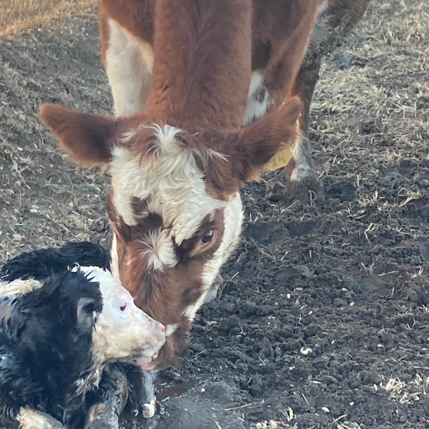 Welcome baby! Cinnamon Bun had her calf today!
#roundtreefarmgreenhouse #cowsofinstagram #cowsofig #farmlife