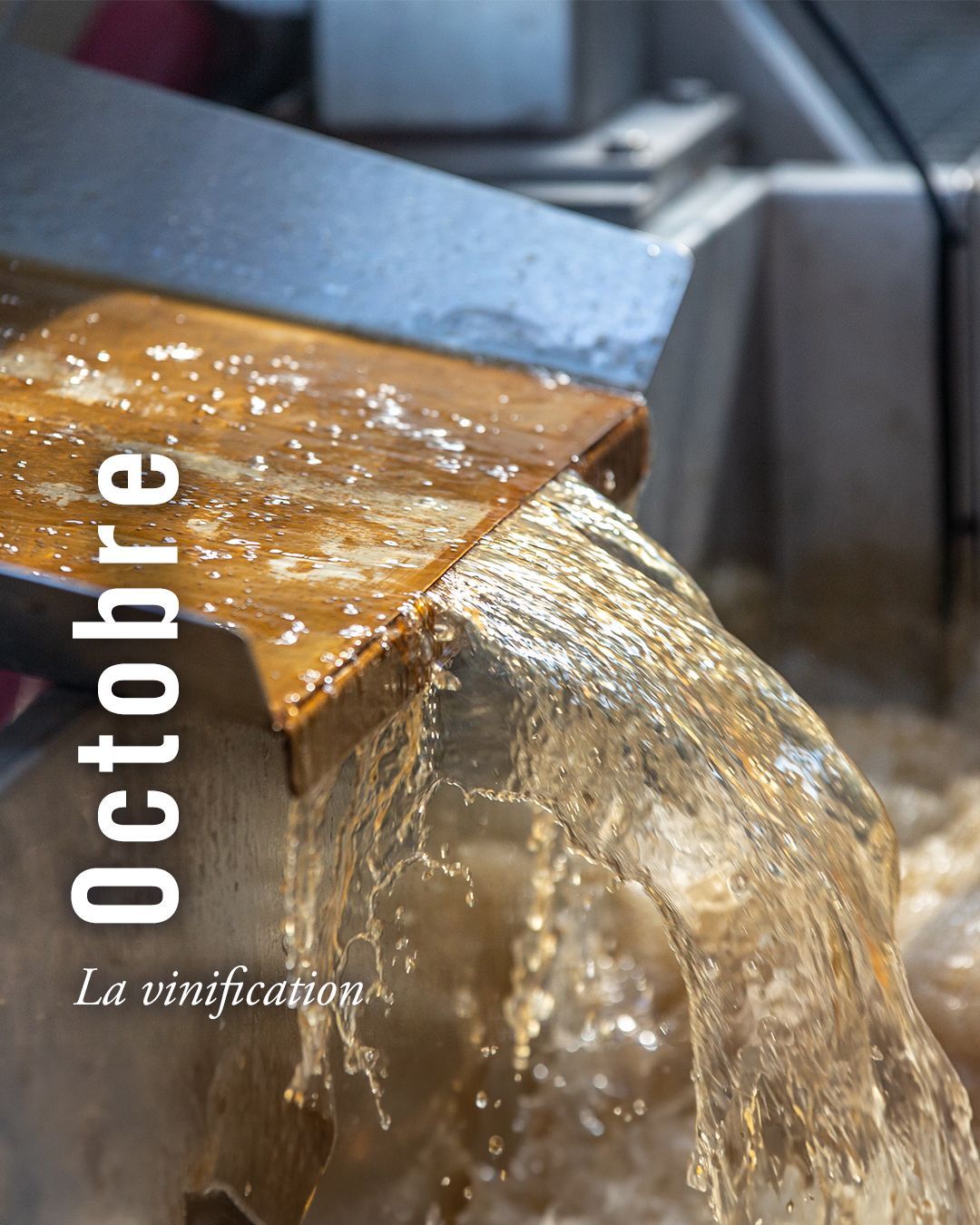La vinification du Cognac commence juste après les vendanges et dure environ 2 à 3 semaines. Les raisins sont pressés pour obtenir un jus qui fermente naturellement grâce aux levures, transformant le sucre en alcool . Ce vin, léger et acide, est ensuite distillé pour devenir l'eau-de-vie qui vieillira en fûts de chêne, donnant naissance au futur Cognac 🥃.
Le saviez-vous ? 🤔
Les vins destinés à produire du Cognac sont “naturels” puisque l’ajout de sulfites n’est pas compatible avec la distillation : cela nécessite une grande attention et un véritable savoir-faire du vinificateur transmis de générations en générations.
📸 : BNIC
=
Cognac vinification begins just after the harvest and lasts approximately 2 to 3 weeks. The grapes are pressed to obtain a juice which ferments naturally using yeast, transforming the sugar into alcohol. This wine, light and acidic, is then distilled to become eau-de-vie which will age in oak barrels, giving birth to the future Cognac 🥃.
Did you know? 🤔
Wines intended to produce Cognac are “natural” since the addition of sulphites is not compatible with distillation : this requires great attention and real know-how from the winemaker passed down from generation to generation.
📸 : BNIC
#repost Cognac.official
#vignification #cognac #vignoble #qualité #vins #terroir #harvestSeason
#cognac #charente #charentes #spiritueux #spirits #ete #vignes
#Joinourclub
#TheGoldenAgeOfCognac
#Frenchspirits