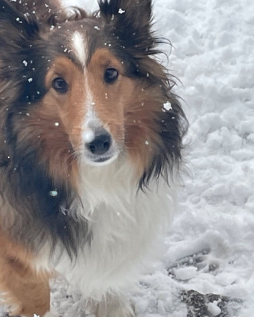 Kia ❤️