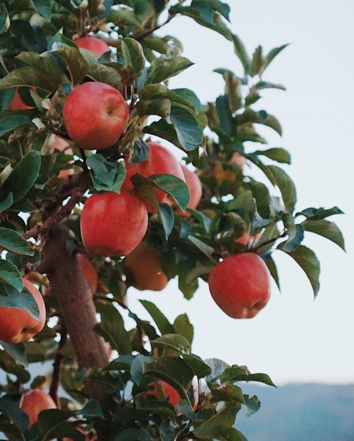 Fresh from the Okanagan!
Although apples appear in markets year round, it’s the cooler days and nights of autumn that signal an earnest start to the apple season from our local orchards.
#okanaganapples #okanaganlife #fraservalleyeats