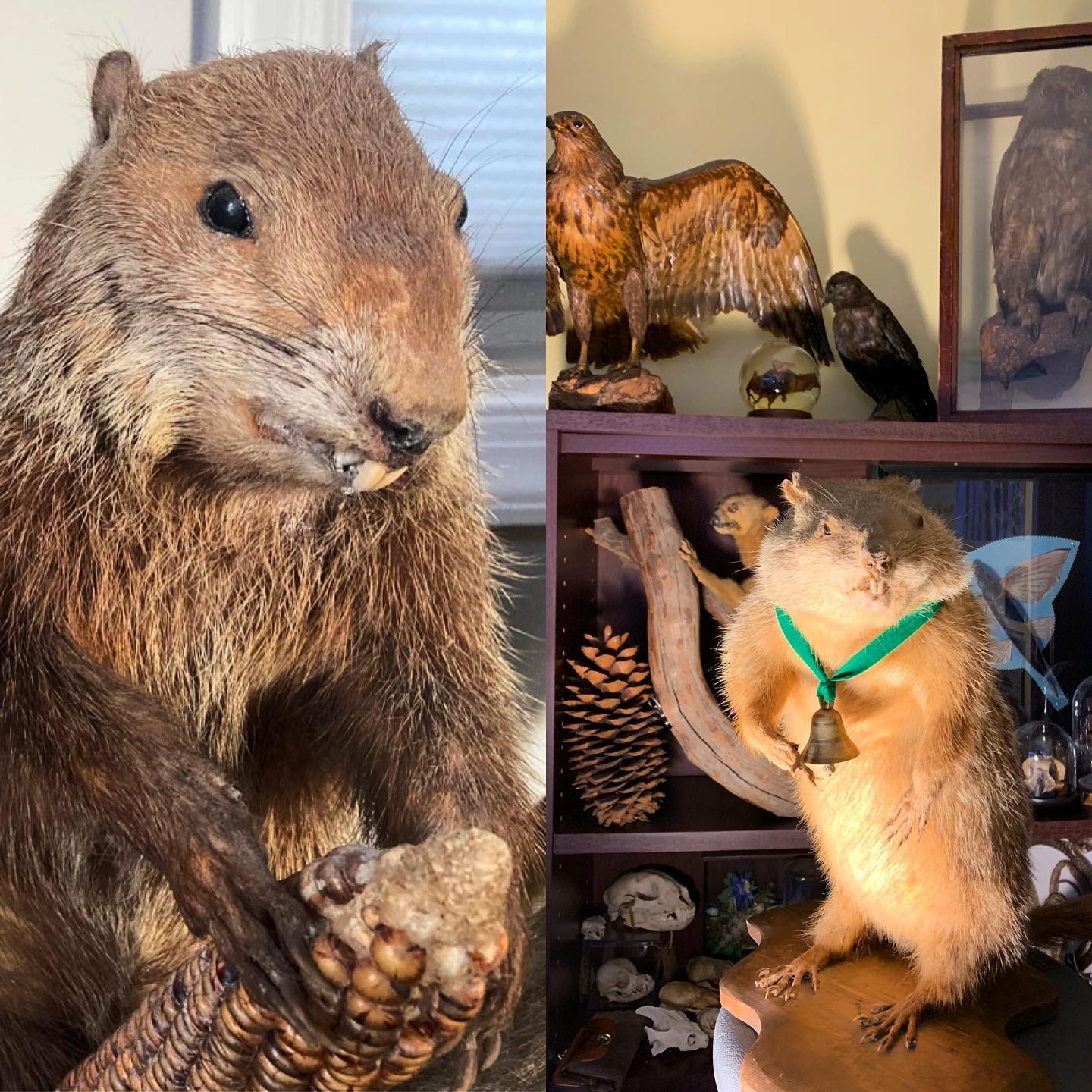 Happy Groundhog Day!
Haint.Blue is fortunate enough to have two weather prognosticating marmots on staff!
Havre De Grace Hattie, Havre De Grace Maryland, and Rocky Dexter, Rowland Academy Middle School, Harrisburg Pennsylvania.
The esteemed handlers of these two fine whistle pigs have confirmed with our stiff rodentia and have determined that they have not seen their shadows! Spring will come early this year! Granted neither bothered to turn their head and simply stared at the camera.
Let’s leave the prognosticating prowess to the professionals. Dover Doug, Puxatawny Phil, Octoraro Orphie, just not the recently deceased Miltown Mel, yet he could join the taxidermy ranks.